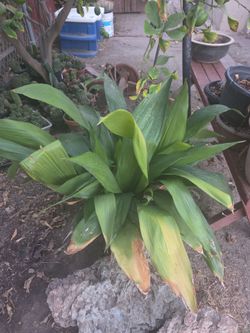 Castoroplanta or planta de hierro