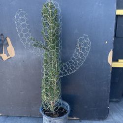  Cactus Topiary With Plant  