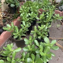 Jade Plants