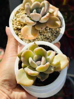 Beautiful succulents
