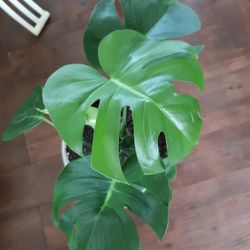 Monstera House Plant