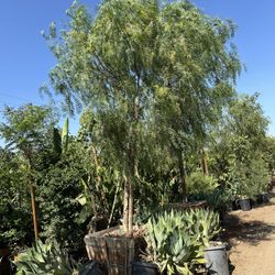 California Pepper Tree, piru, pirul, drought tolerant fast growing shade tree 36” Box 