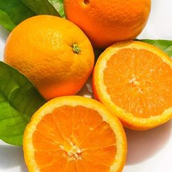 Sweet Navel Orange Fully Grown Plant in 4 Gal Pot