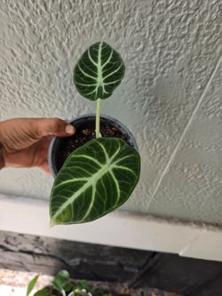 Alocasia Ninja Jewel