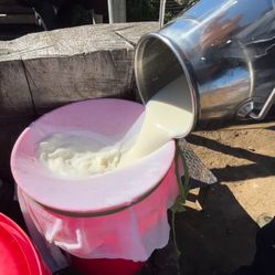 Fresh Cow Milk / Leche De Vaca