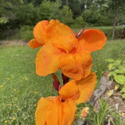 Wyoming Canna Lilies Perennial Plants 