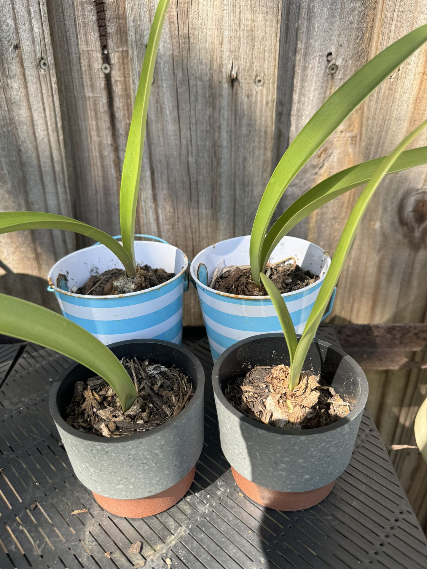 Amaryllis Plants 