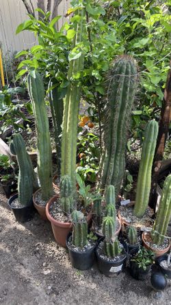 Cactus