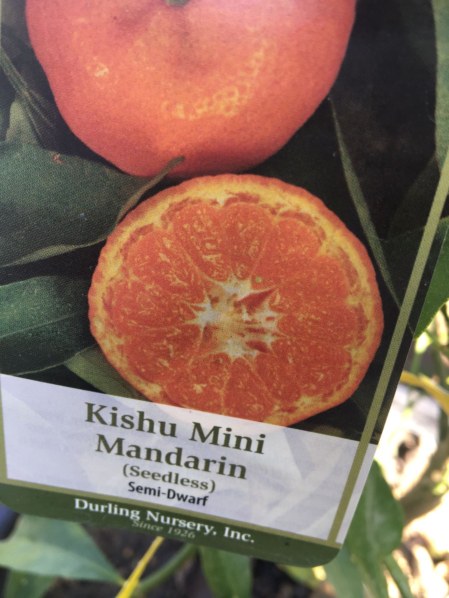 Kishu Mini mandarin for Sale in Riverside, CA - OfferUp
