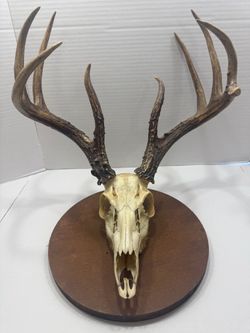 European Whitetail Deer Skull Mount With Plaque Taxidermy