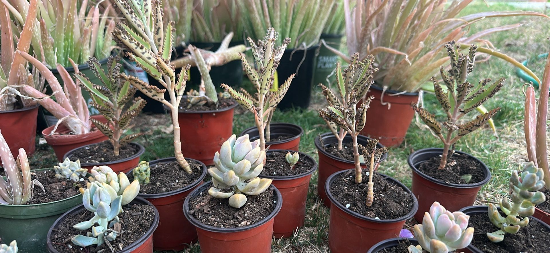 Succulent Plants