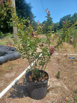 Twilight Crepe Myrtle 