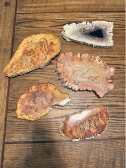 Polished petrified wood slabs