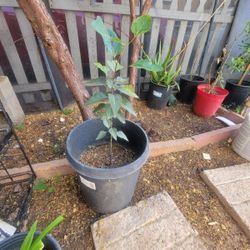 Sacred Fig Shaded Tree