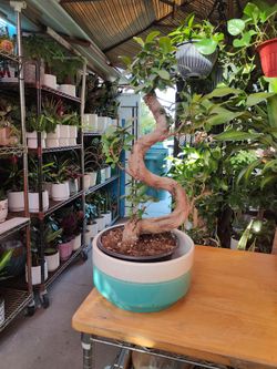 Ginseng Ficus Bonsai Tree