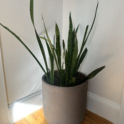 Two Beautiful Indoor Plants