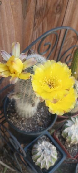 Cactus plant.