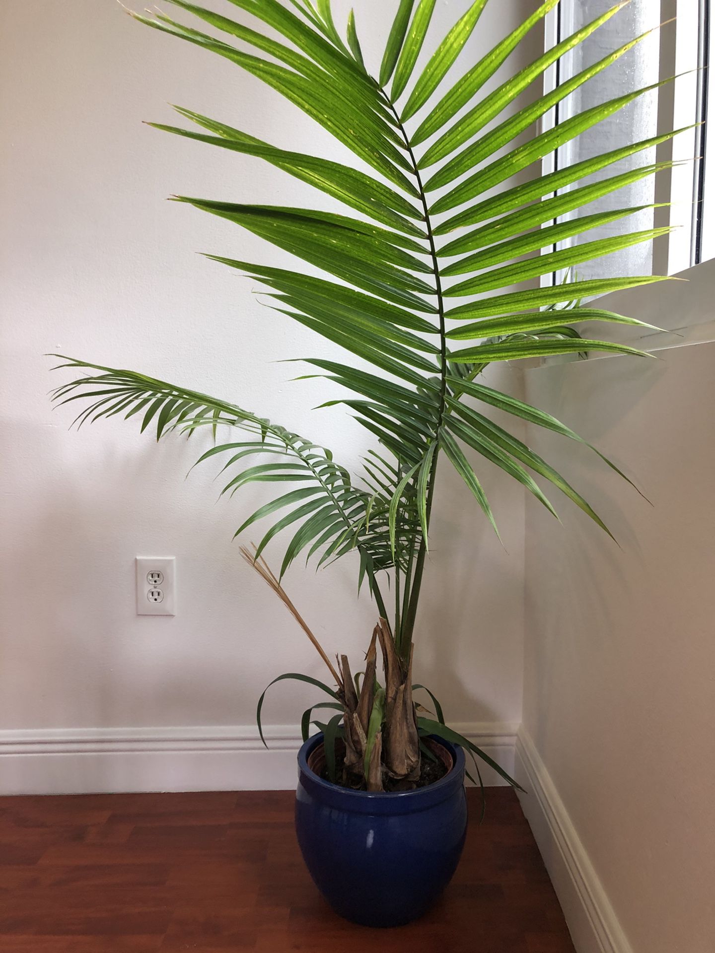 Beautiful 4ft Areca Palm in pot