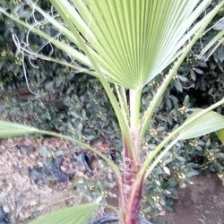 🌴Fan Palm Tree (Mexicana)