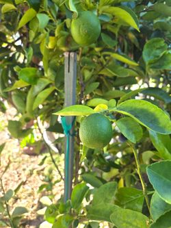Limon sin semilla/ bearss lime seedless