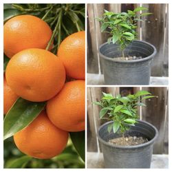 Organic Semi Dwarf Sweet Honey Mandarin Tangerine Murcott Citrus Fruit Tree seedling 5 Gallon Pot Live Plant