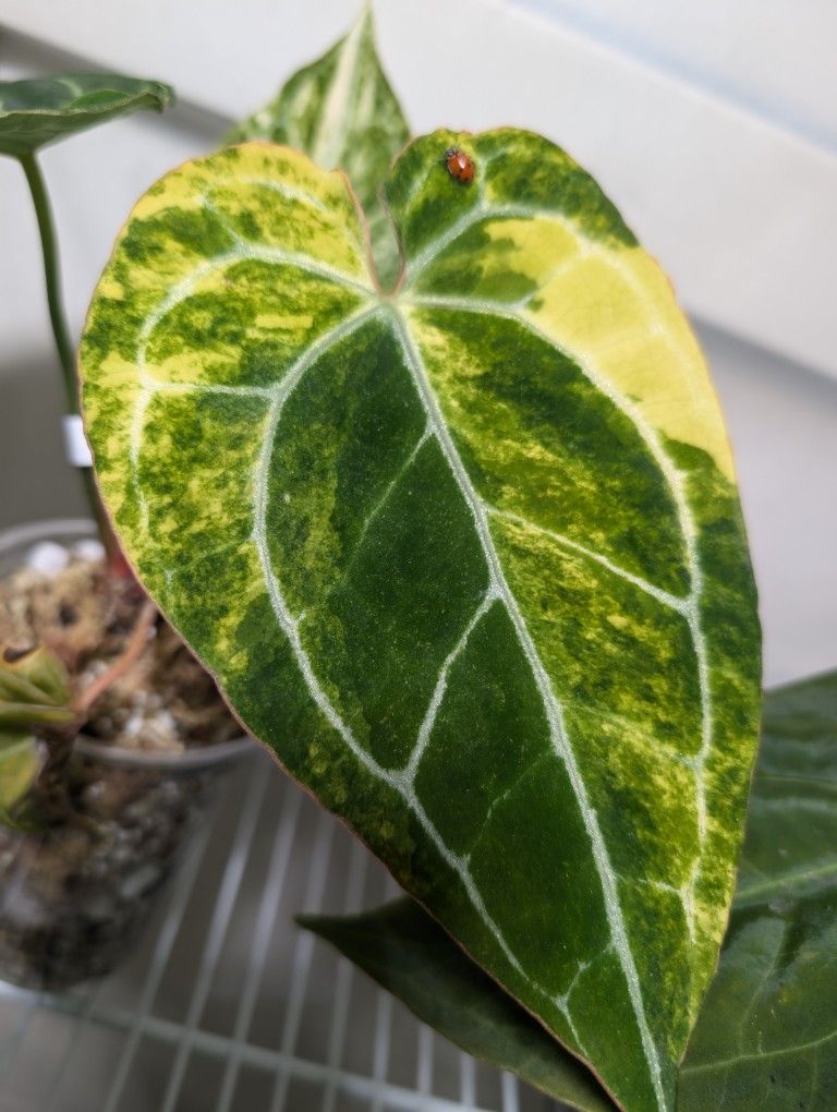 Anthurium Crystalinum Variegated
