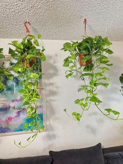 Pothos