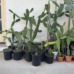 Stunning Assortment Rare Velvet Opuntia Cactus Succulent Plants Agave, Prickly Pear