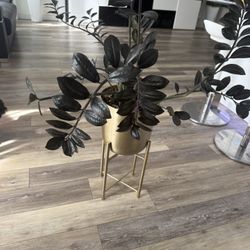 🪴Housplant Black Zz Plant