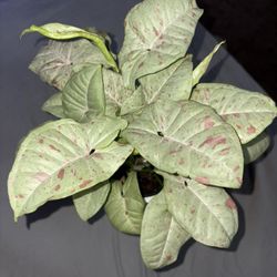 Milk Confetti Syngonium