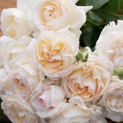 Rare Chinese Rose Plant-Moonlit Sand (Yue Long Sha)