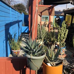 Freckles And Speckles Mangave Succulent Plant 