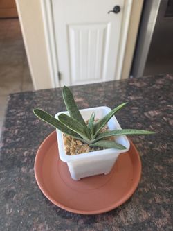 Succulent, Little Warty