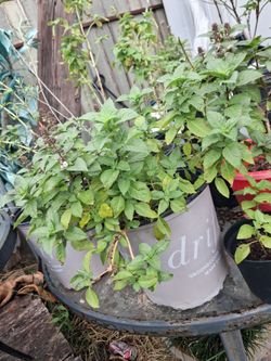 Basil Genoverse/RedRubbin