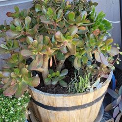 Planta