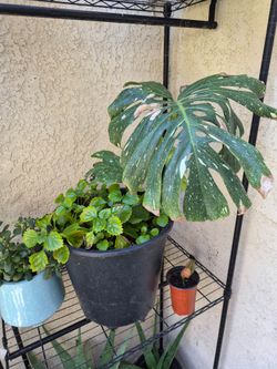 Plants