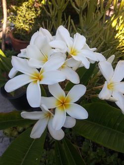 Plant