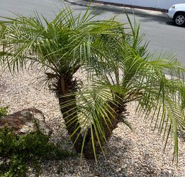 FREE 2 pygmy date palms (PLEEEEEESE READ WHOLE AD!!)
