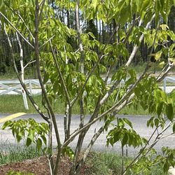 Tabebuia  Trees