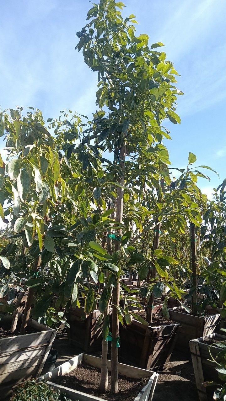 Árboles De Aguacate As 24 Galones $350