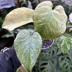 Monstera White Mint Plant 