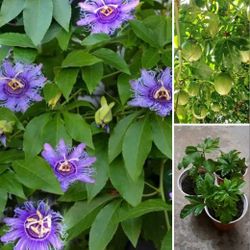 Passion Fruit Vine Perennial Plants 
