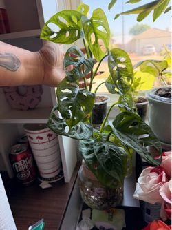 Monstera Adansonii