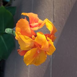 Planta 3 diferntes  Disponibles 