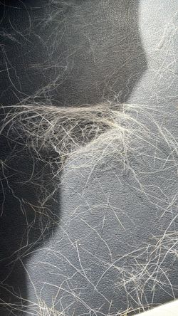 Some of my dogs hair