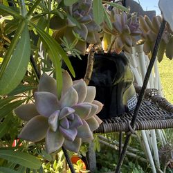 Different color succulents for sale Prices start at $3-$7