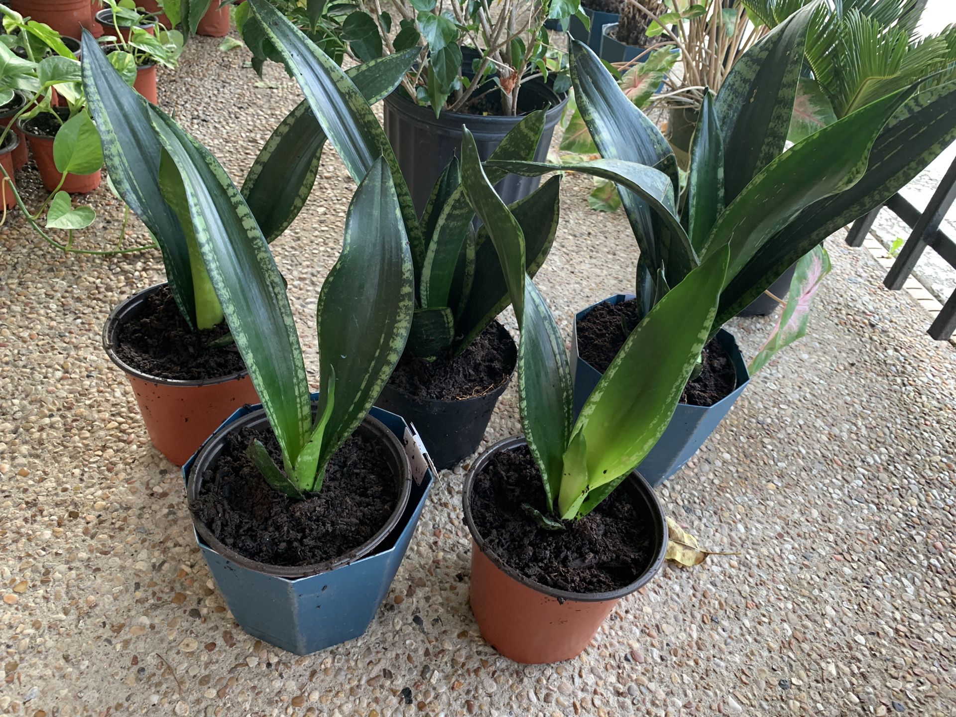 Another snake plant variety