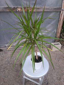 Dracaena Dragon Plant 2' Tall in 6" Nursery Pot