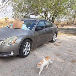 2004 nissan maxima