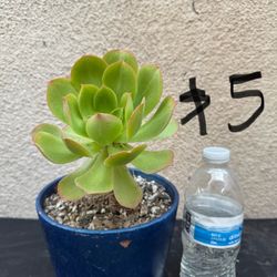 Aeonium Succulent Plant